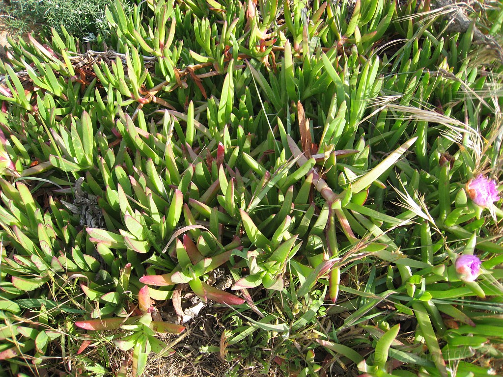 2011 Bay 2 Breakers Friday 0955.JPG - I was able to participate in the 100th annual running of the Bay to Breakers 12K race in San Francisco California. A weekend for sightseeing and racing.